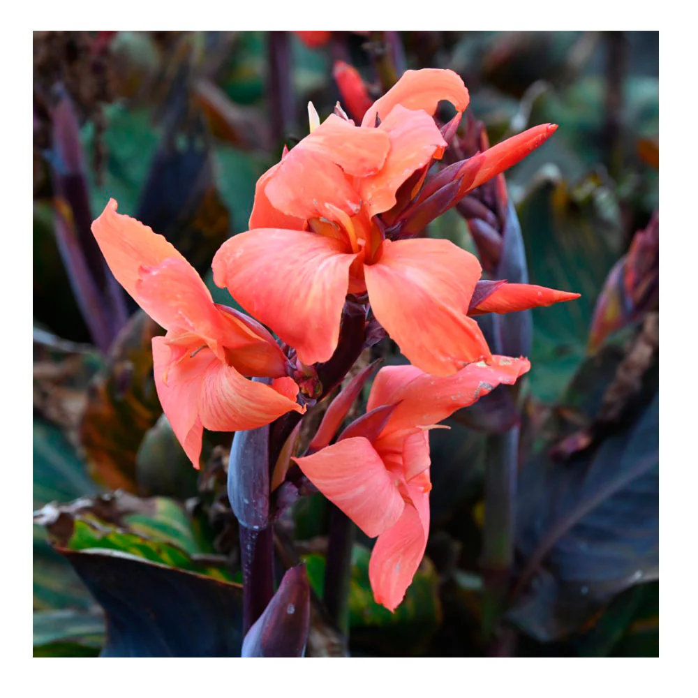 1 Bulbo De Planta Canna Variedad 'panache Black'