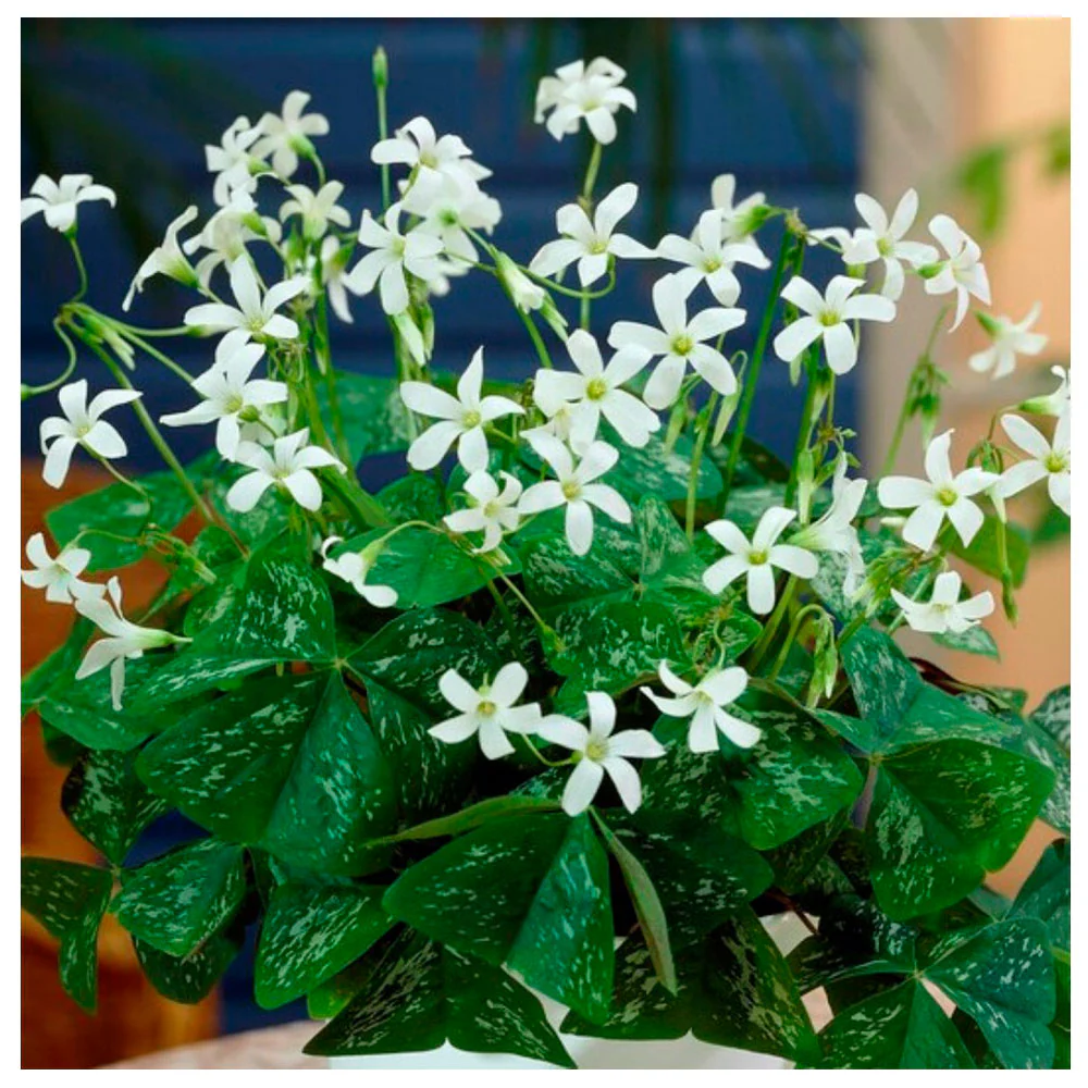 10 Bulbos De Oxalis Triangularis Variedad Irish Mist Planta Mariposa