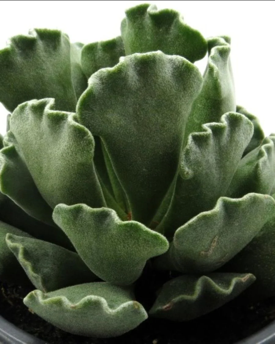 Adromischus Cristatus; Planta Suculenta Crestada; Curiosarium; Diámetro Maceta 10,5 Cm