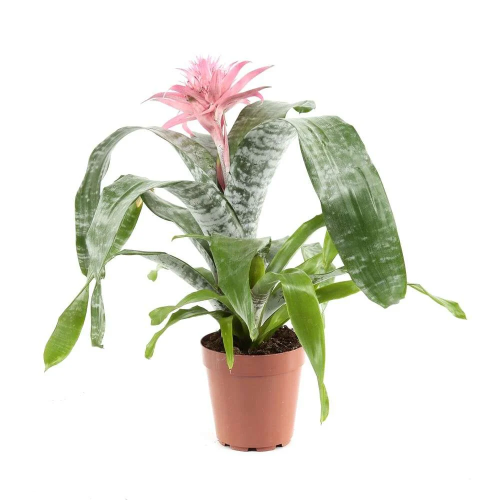 Aechemea Fasciata O Bromelia Fasciata Planta Con Flor Para Interior