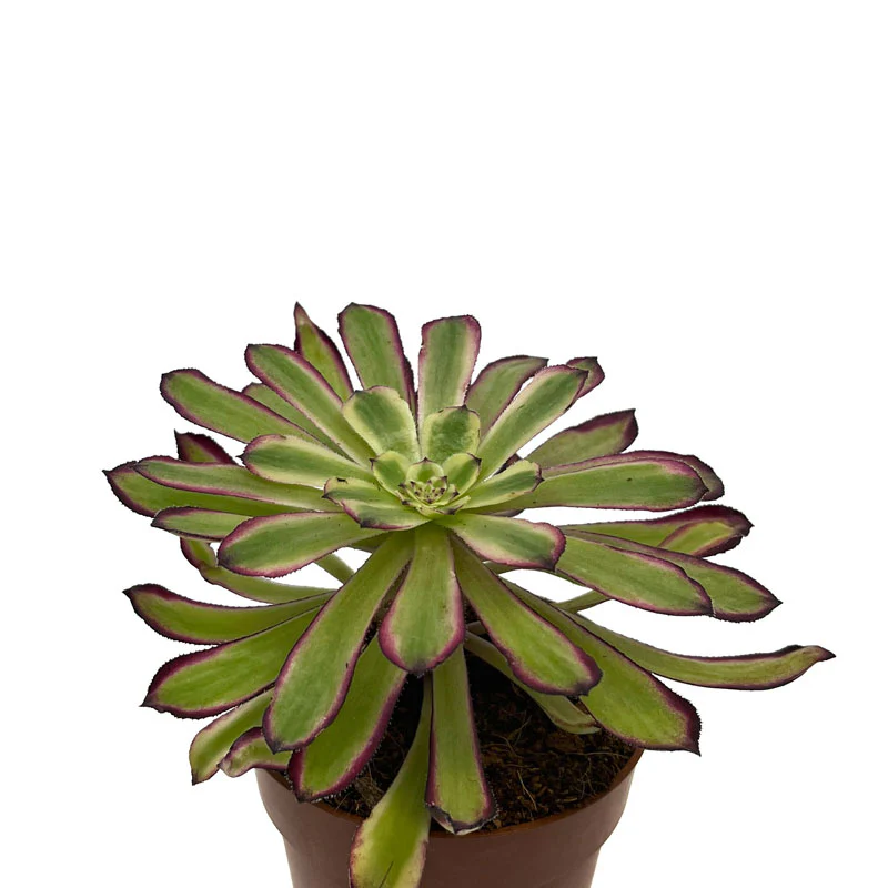 Aeonium Mardi Gras Cactus Y Suculentas M8,5 cm Ø
