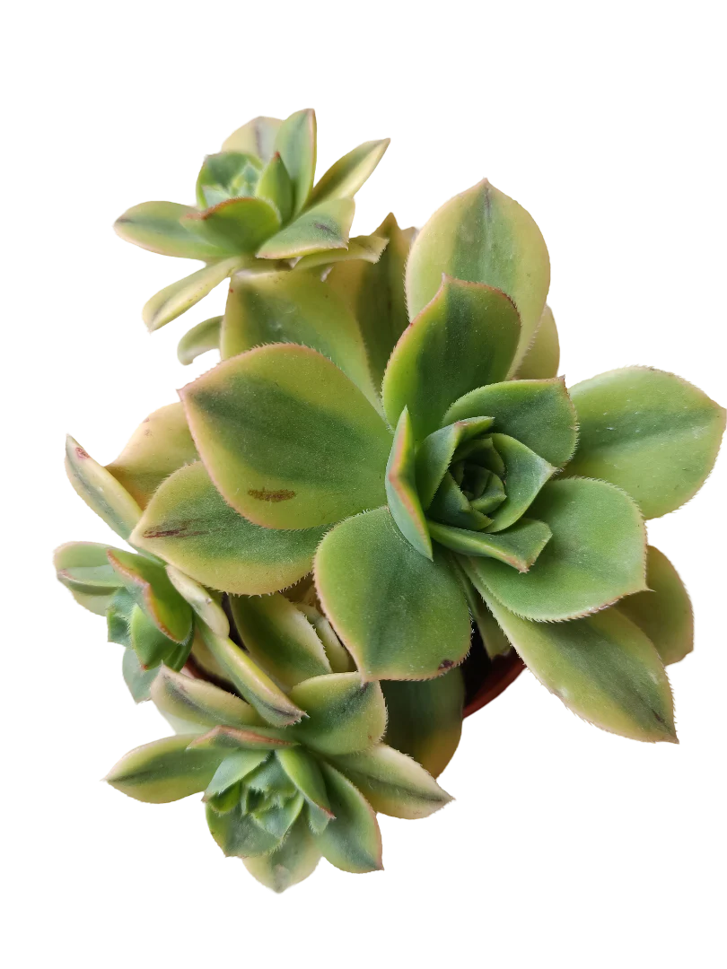 Aeonium Sunburst Planta Suculenta Ø13