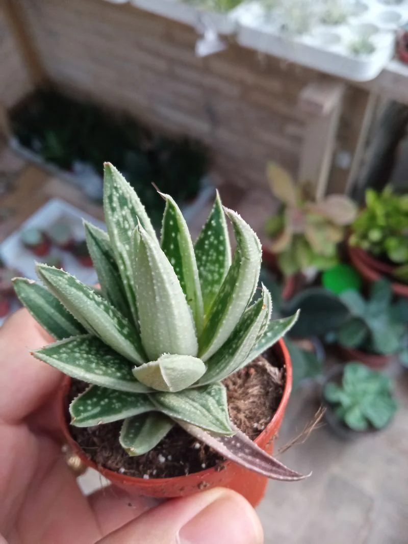Aloe Variegata Spirit Planta Suculenta Ø5