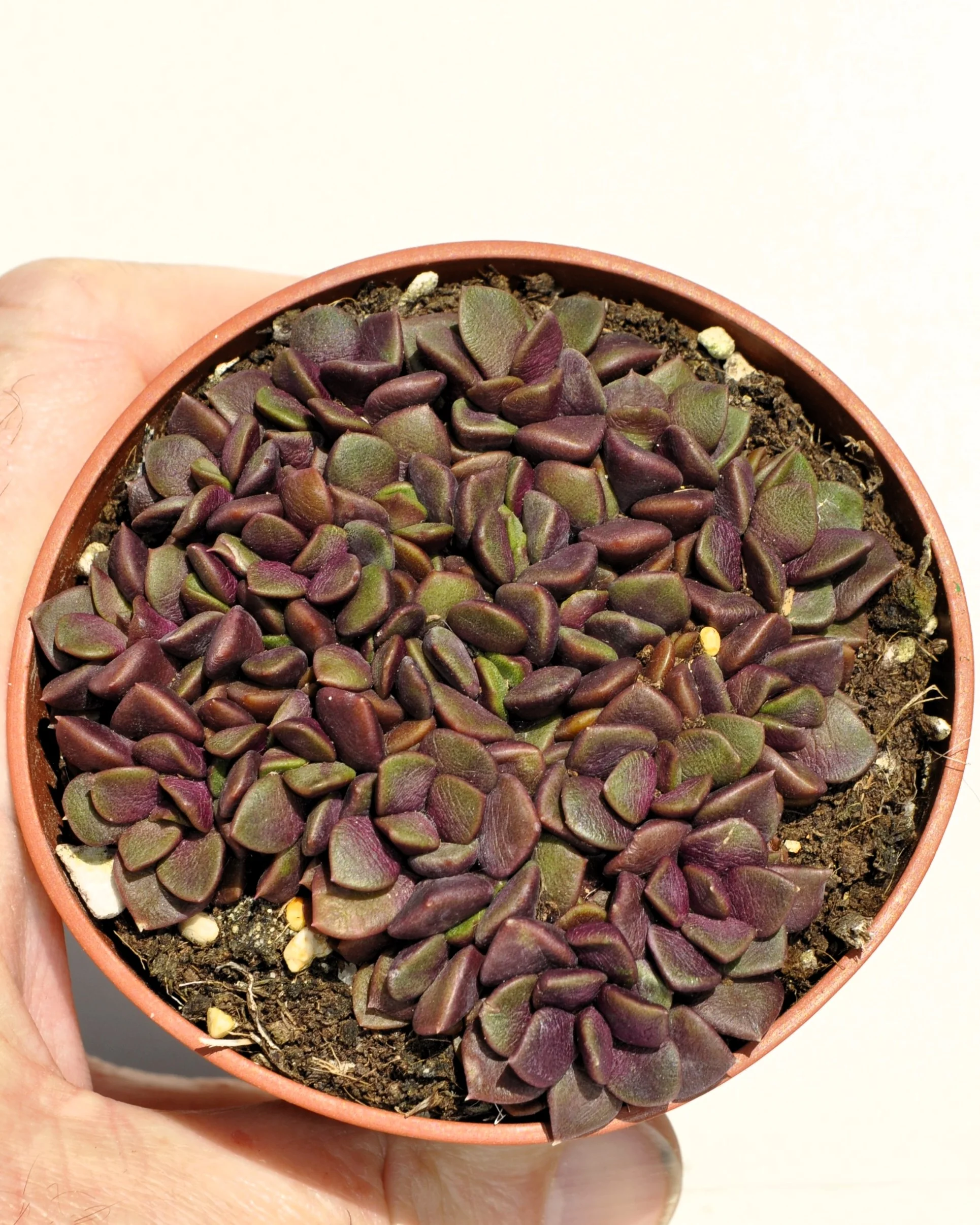 Anacampseros Rufescens (rosa De Arena); Planta Suculenta; Curiosarium; Diámetro Maceta 10,5 Cm
