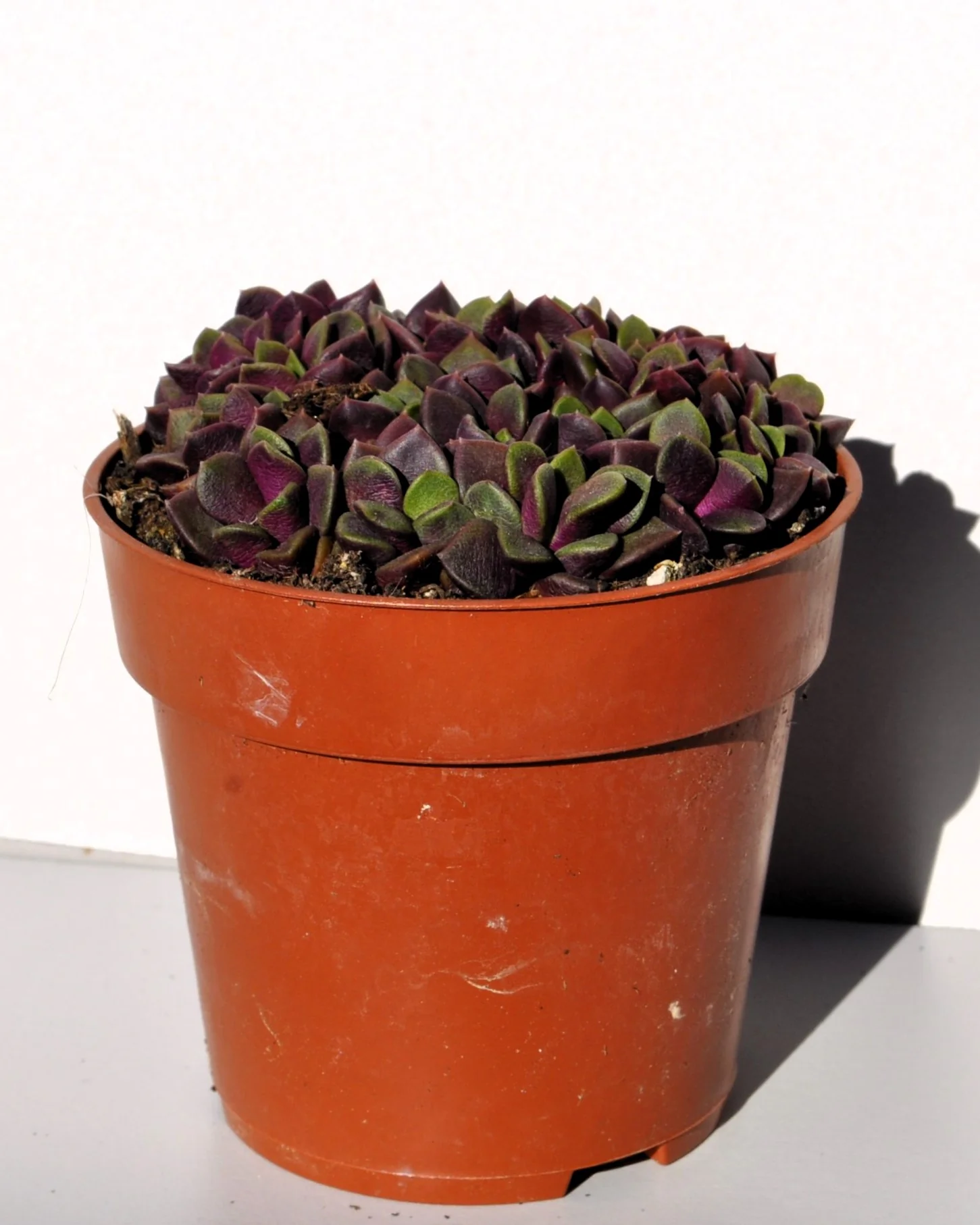 Anacampseros Rufescens (rosa De Arena); Planta Suculenta; Curiosarium; Diámetro Maceta 10,5 Cm - Image 2