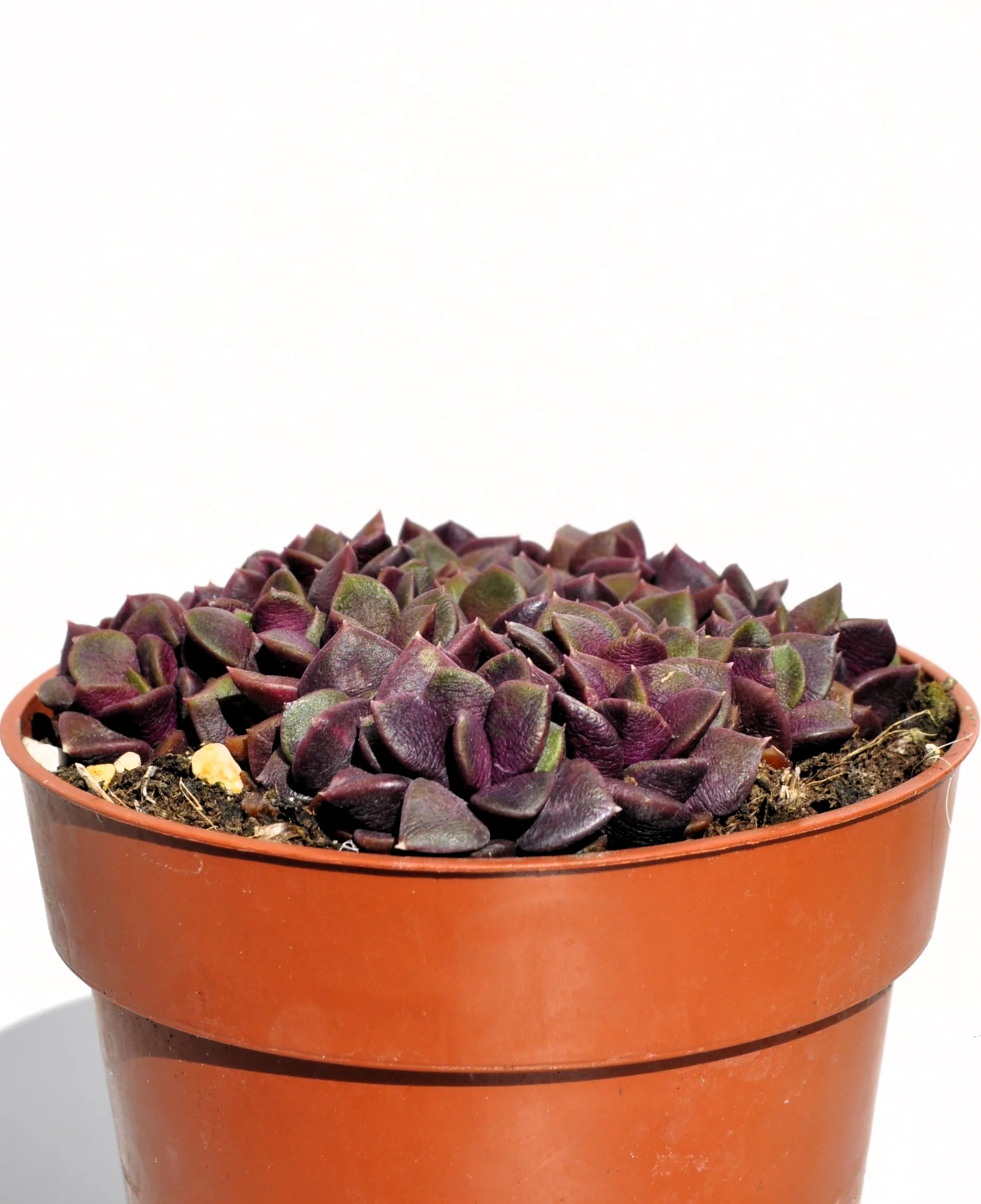 Anacampseros Rufescens (rosa De Arena); Planta Suculenta; Curiosarium; Diámetro Maceta 10,5 Cm - Image 3