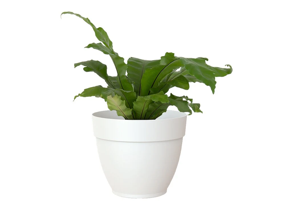 Artevasi Macetero Plástico Capri Campana Blanco 20cm - Image 2