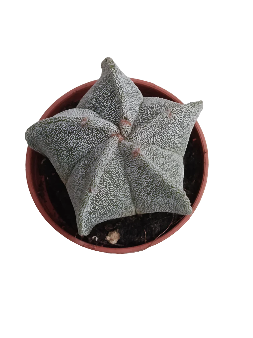 Miniatura 1