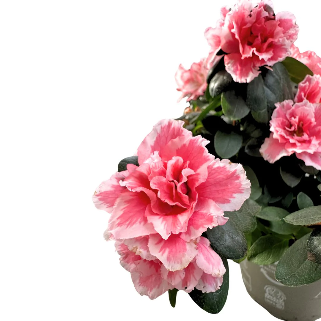 Azalea Planta Japonesa De Buena Suerte - Image 2