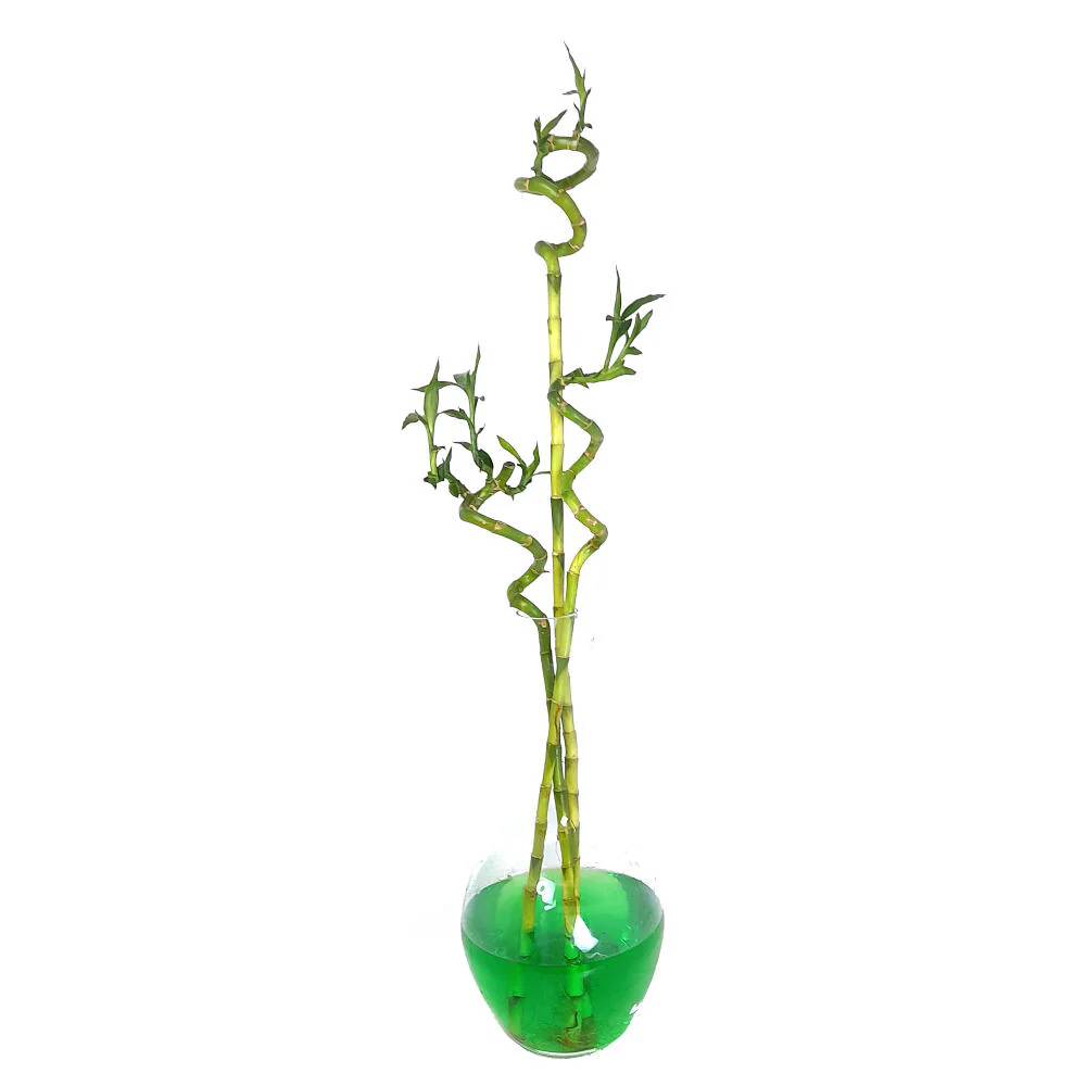 Bambusa Lucky Espiral 50cm