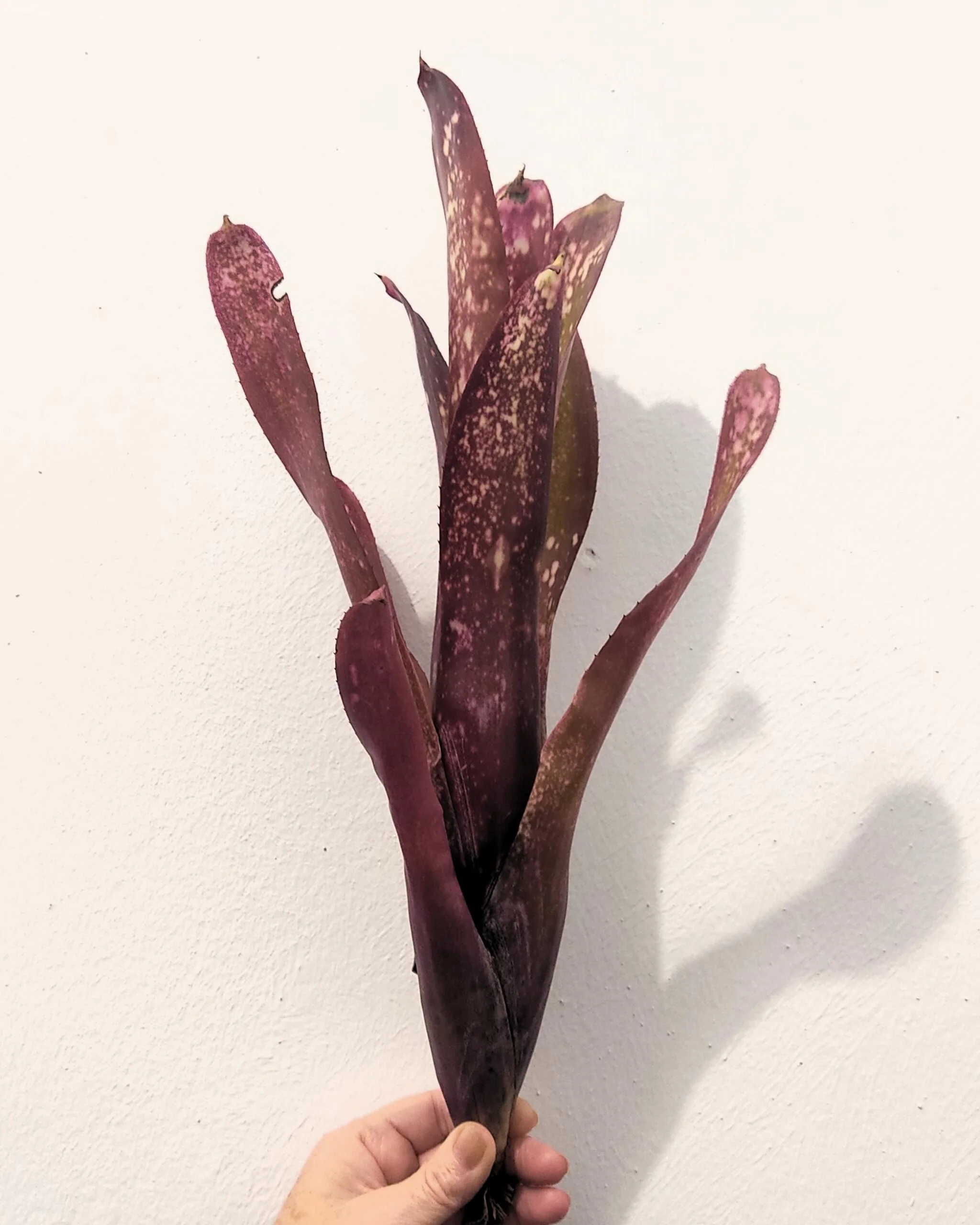 Billbergia 'hallelujah'; bromelia morada, apta para terrarios grandes; Curiosarium; altura 25-45 cm, diámetro 10-20 cm - Image 2