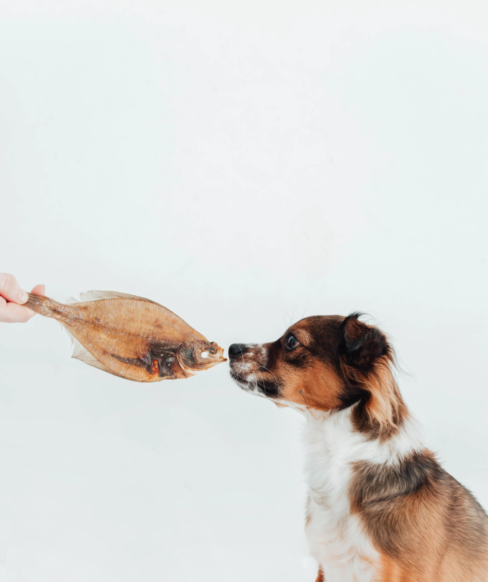 Bimorbox Cachorros Pequeños – Pack Ahorro Con Juguete, Mordedor De Olivo Y Snacks Sin Aditivos - Image 4
