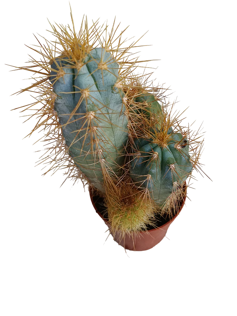 Cactus Azul Columnar Maceta Pequeña Ø5 Cm