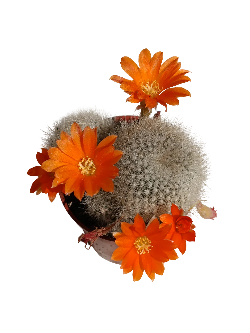 Cactus Rebutia Muscula Flor naranja Planta Suculenta 5 Cm