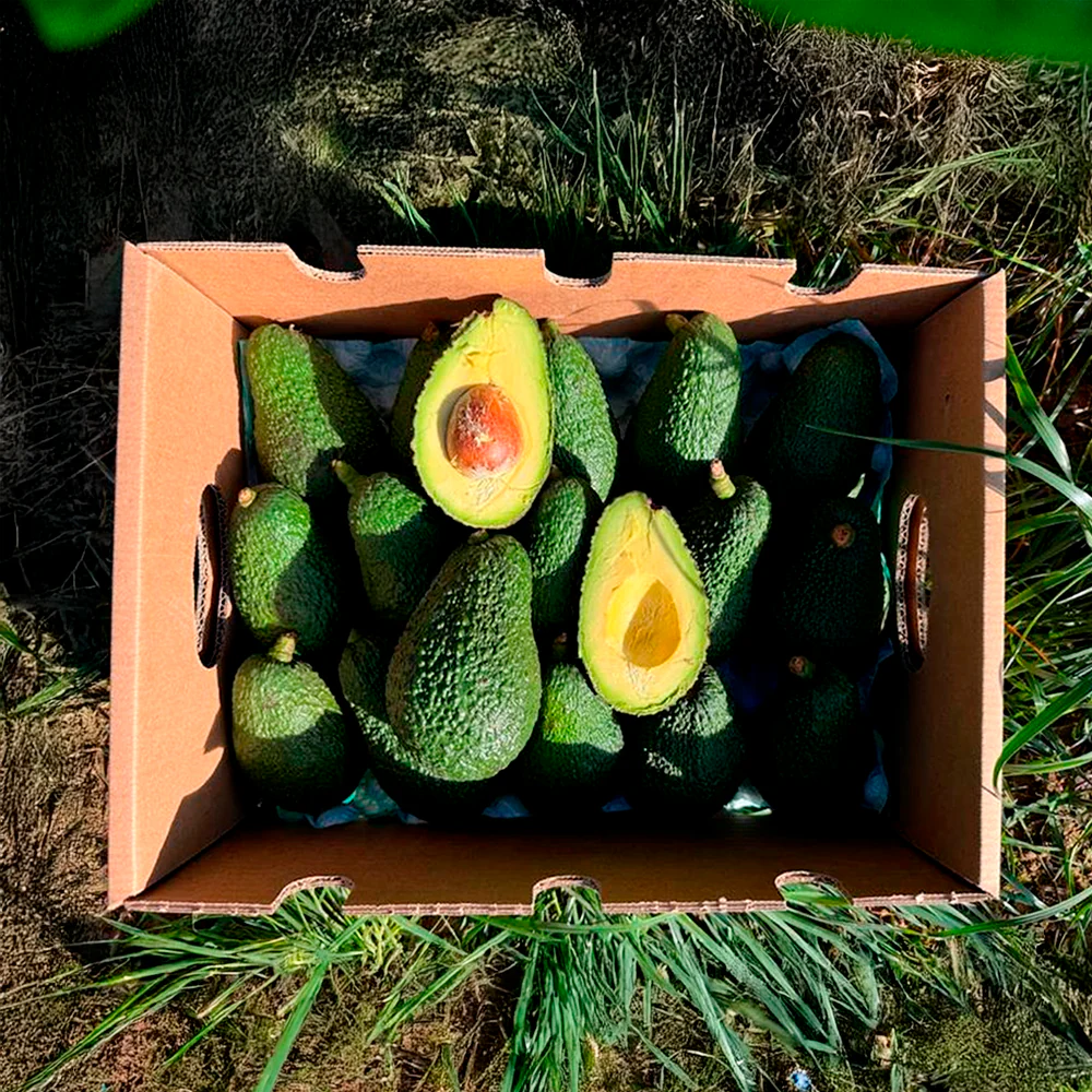 Caja 9kg De Aguacates Hass Ecológicos Tropitop - Image 2
