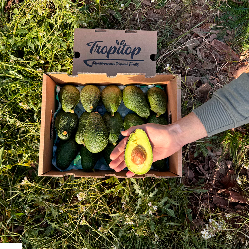 Caja 9kg De Aguacates Hass Ecológicos Tropitop - Image 3