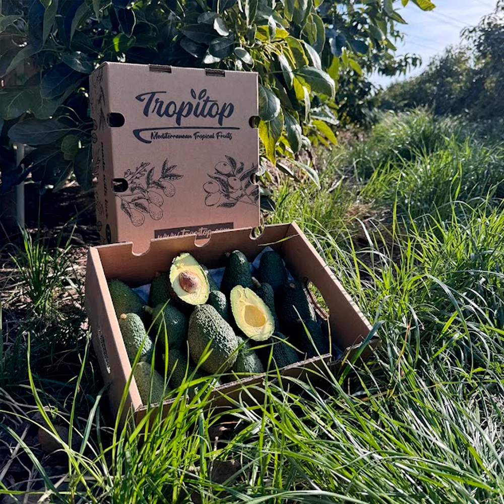 Caja 9kg De Aguacates Hass Ecológicos Tropitop - Image 4
