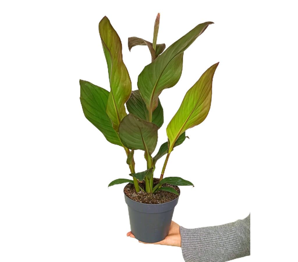 Canna Cannova M17 50cm