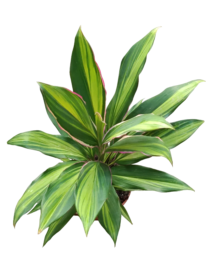 Cordeline Verde Variegata Planta De Interior Ø12 40 Cms