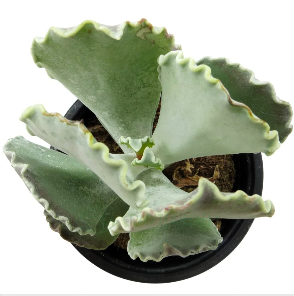 Cotyledon Orbiculata 'fighter'; Planta Suculenta De Hojas Onduladas; Curiosarium; Diámetro Maceta 10,5 Cm