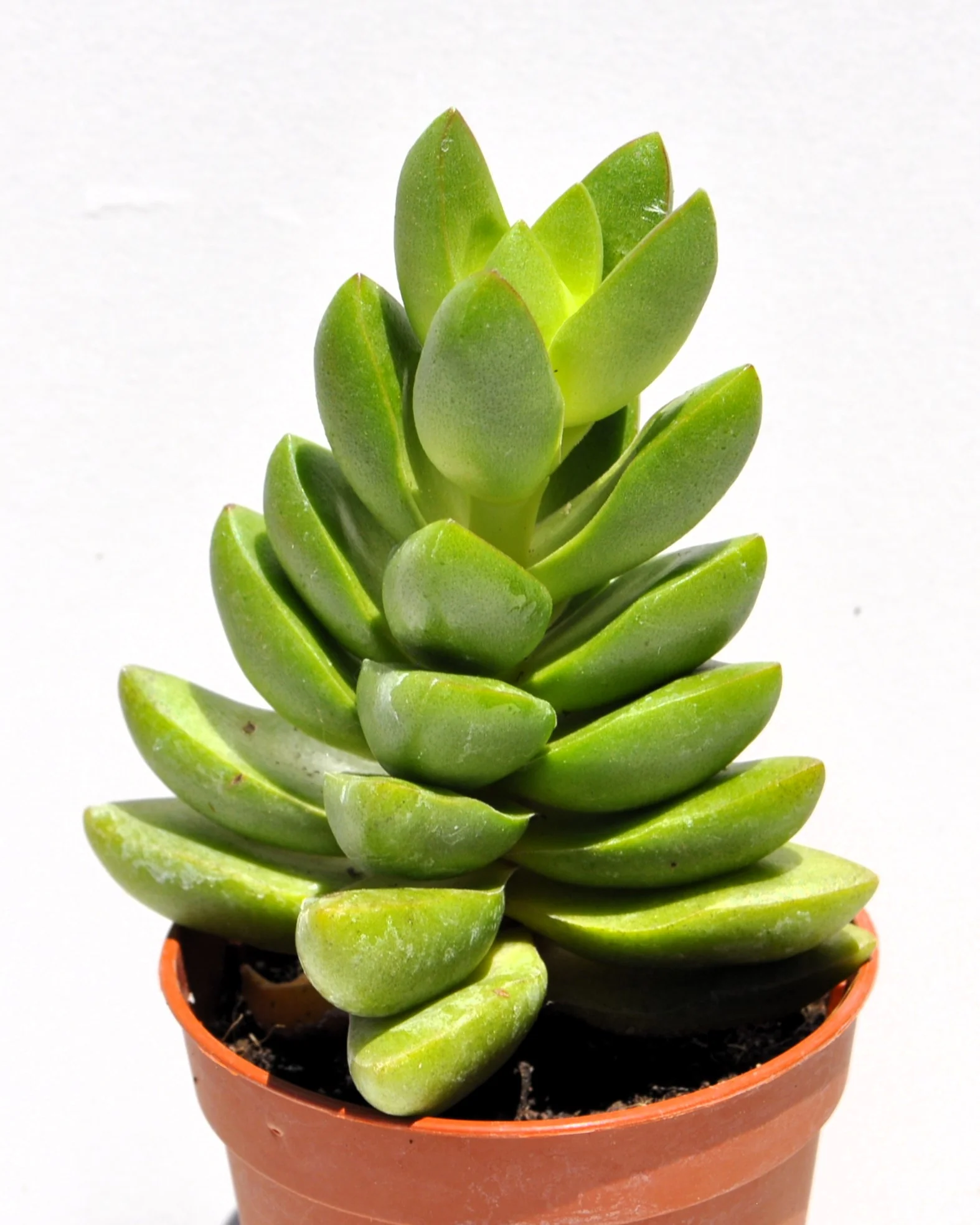 Crassula 'ben' (crásula Benjamín); Planta Suculenta Verde; Curiosarium; Diámetro Maceta 10,5 Cm