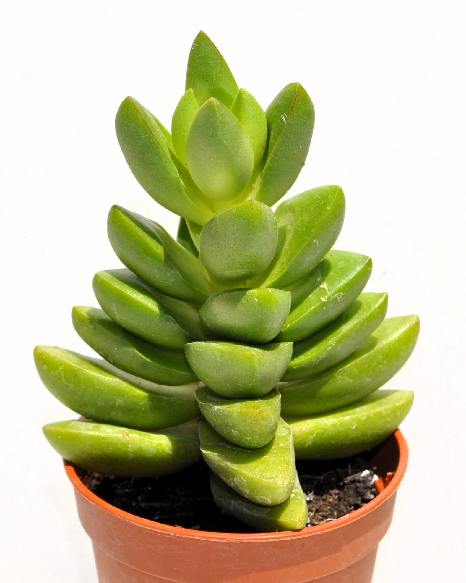 Crassula 'ben' (crásula Benjamín); Planta Suculenta Verde; Curiosarium; Diámetro Maceta 10,5 Cm - Image 2