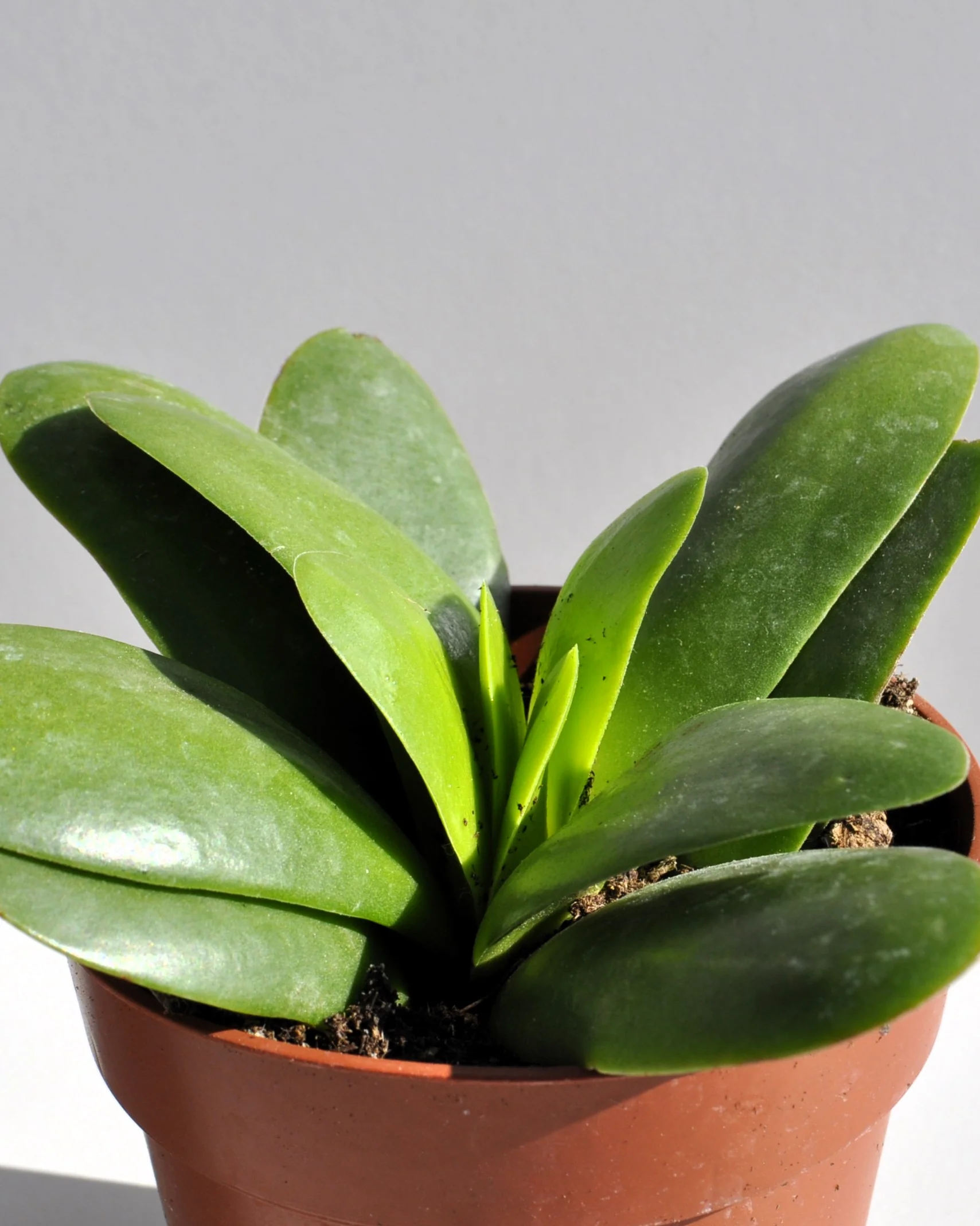 Crassula Perfoliata 'borracha'; Planta Suculenta Verde, Planta De Colección; Curiosarium; Diámetro Maceta 10,5 Cm