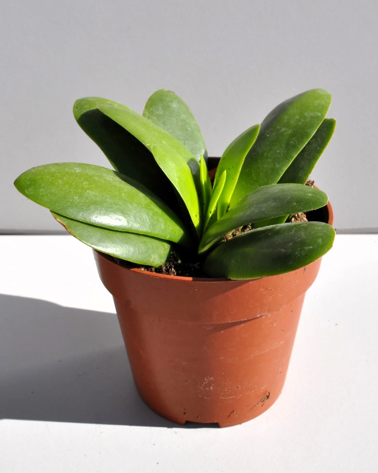 Crassula Perfoliata 'borracha'; Planta Suculenta Verde, Planta De Colección; Curiosarium; Diámetro Maceta 10,5 Cm - Image 2