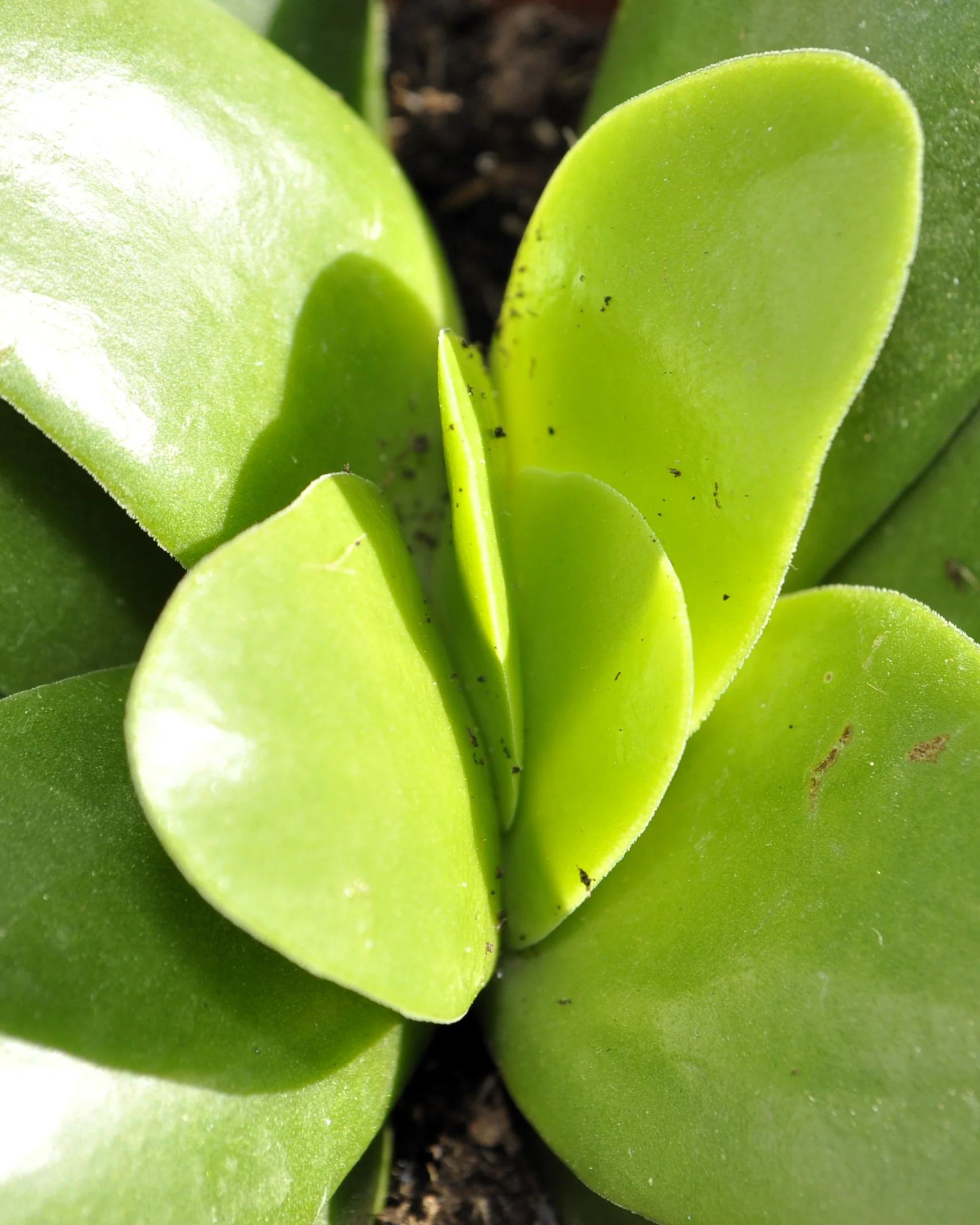 Crassula Perfoliata 'borracha'; Planta Suculenta Verde, Planta De Colección; Curiosarium; Diámetro Maceta 10,5 Cm - Image 3