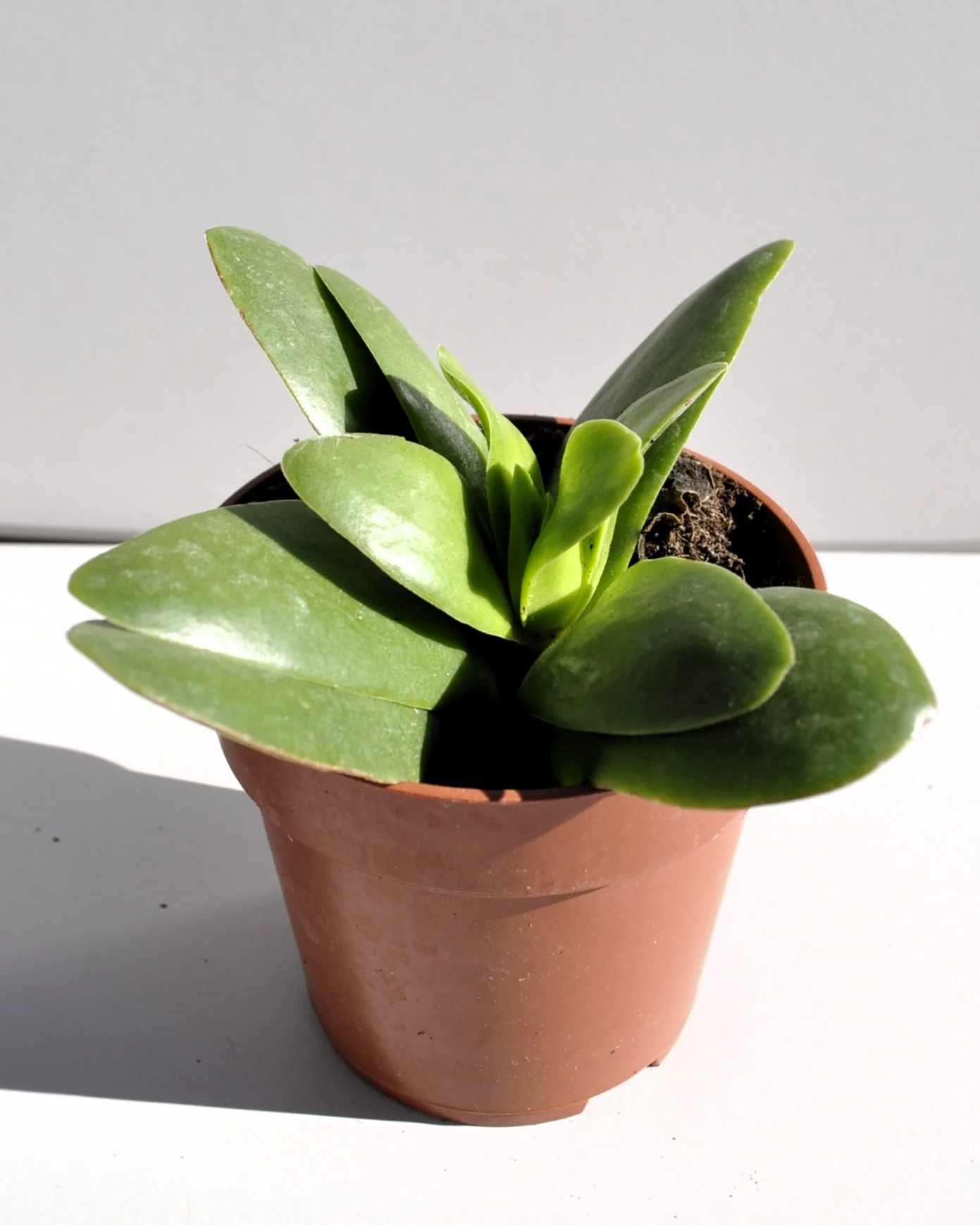 Crassula Perfoliata 'borracha'; Planta Suculenta Verde, Planta De Colección; Curiosarium; Diámetro Maceta 10,5 Cm - Image 4