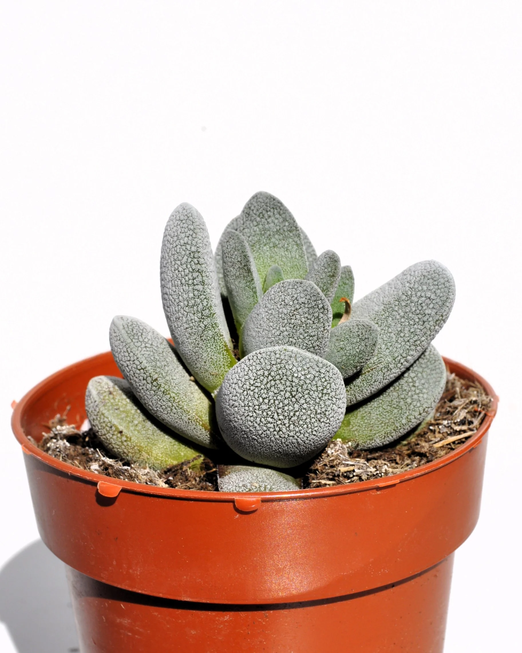 Crassula Tecta; Planta Suculenta camuflada, Planta De Colección; Curiosarium; Diámetro Maceta 10,5 Cm - Image 2