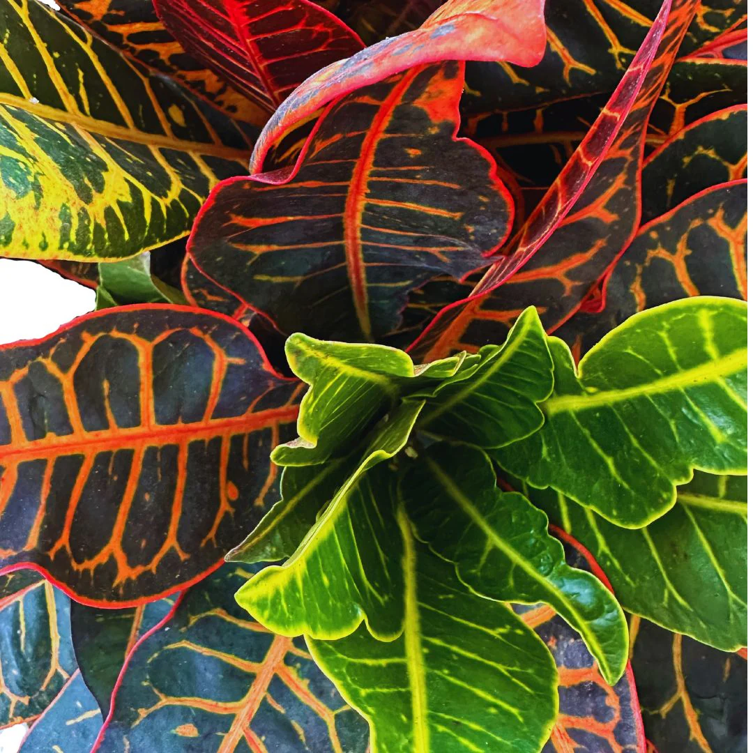 Croton Petra Planta De Interior (codiaeum Variegatum 'petra') - Image 2