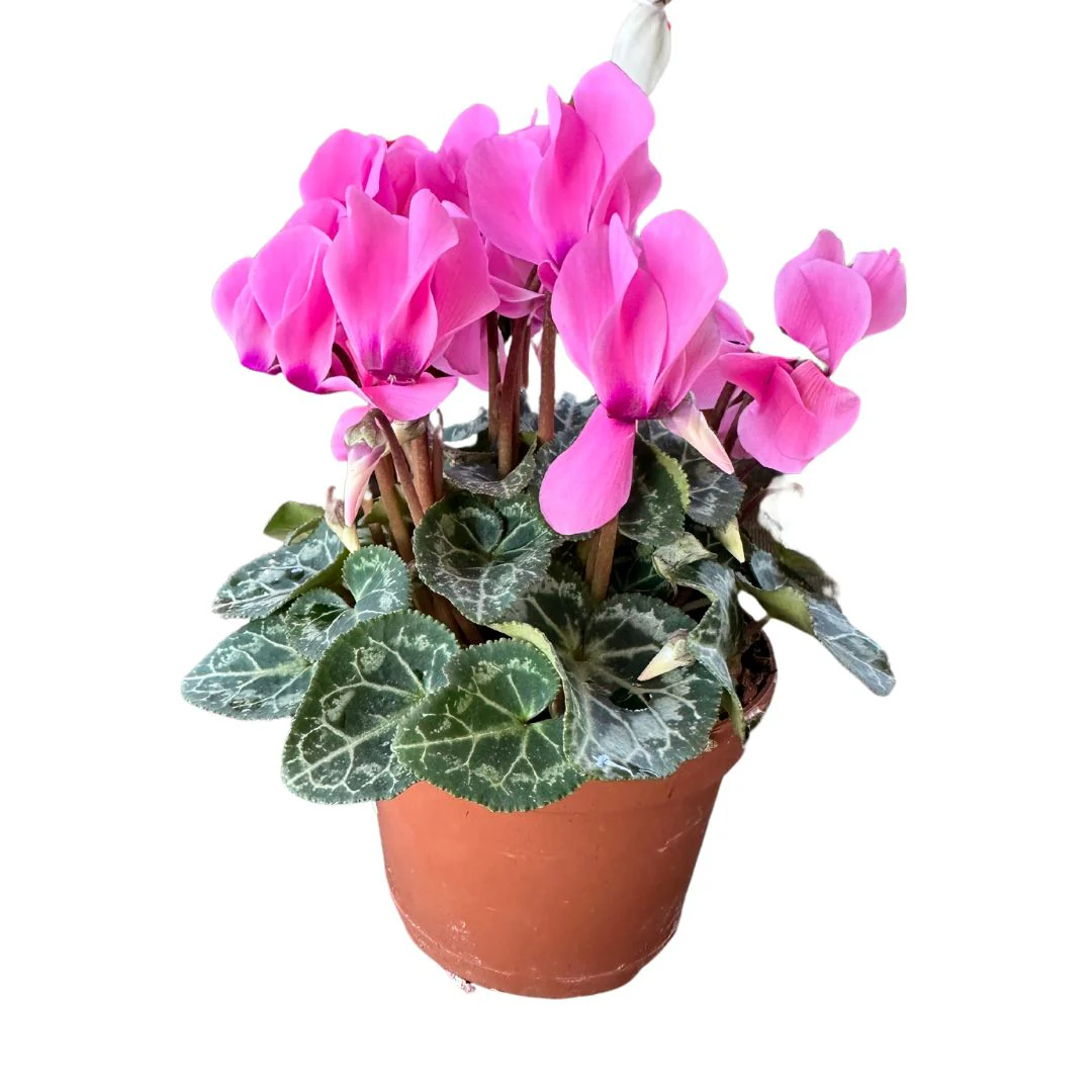 Cyclamen La Planta De Interior Reina Del Invierno Maceta 14cm
