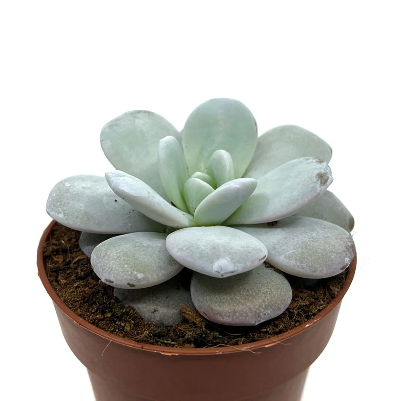 Echeveria Laui Cactus Y Suculentas M8,5 cm Ø