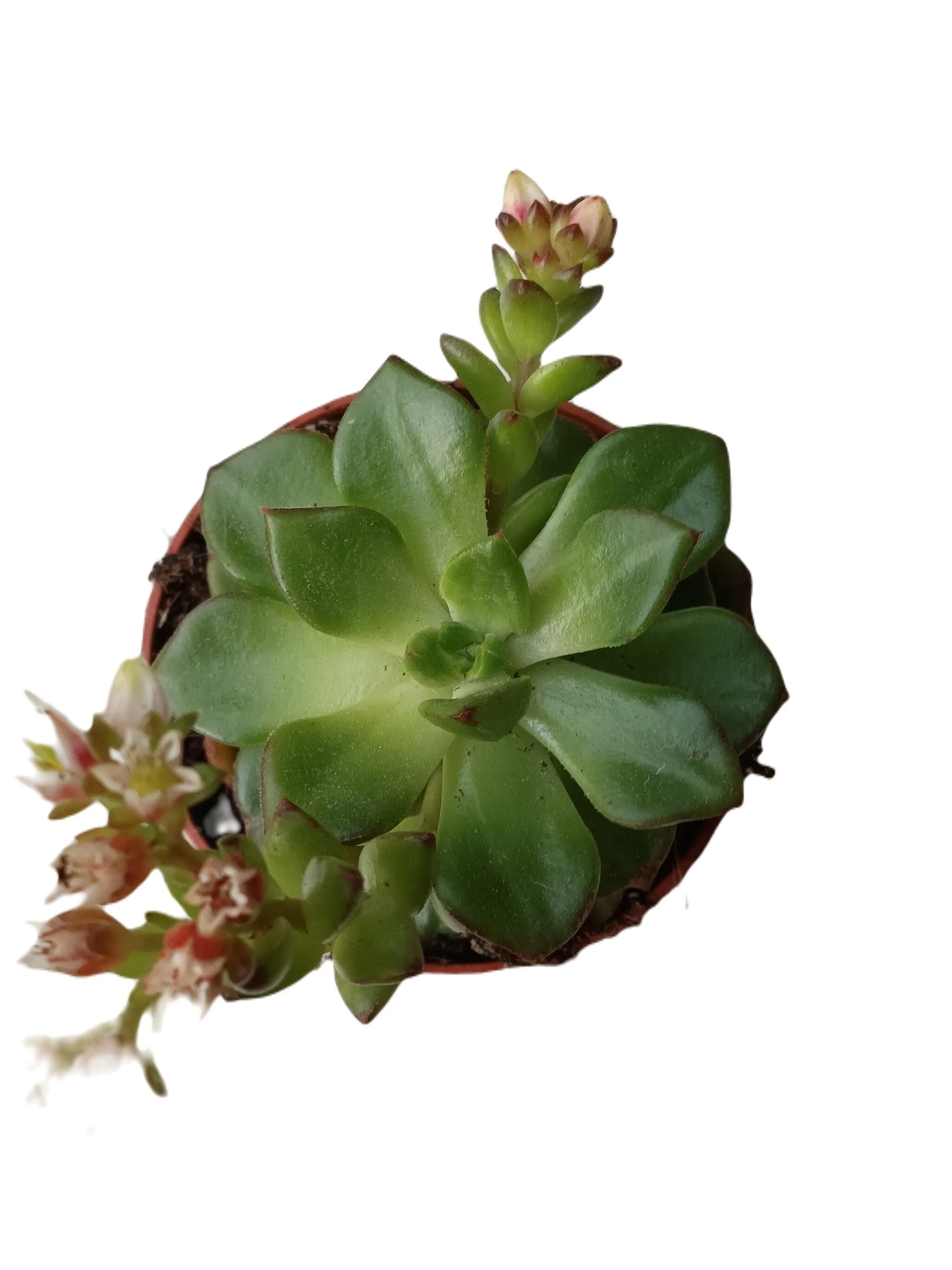 Echeveria Letizia Planta Suculenta De Sol Ø5 Cm