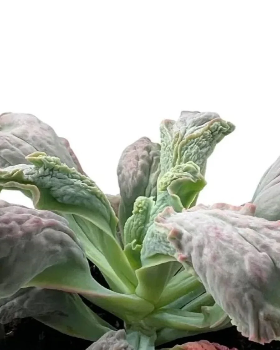Echeveria 'Linguas'; suculenta monstruosa, verde-gris-rosa; Curiosarium; altura 10-12 cm, diámetro 18-20 cm - Image 2