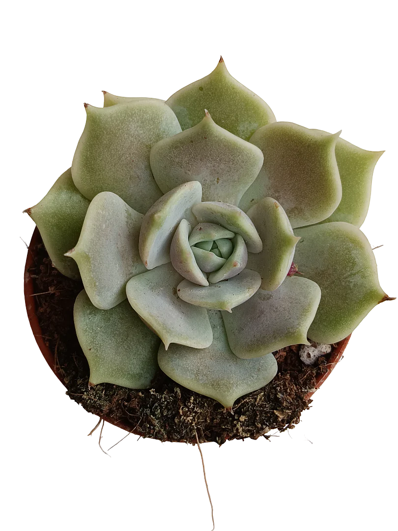 Echeveria Lola 5 Cm Planta Suculenta Plantas Sol