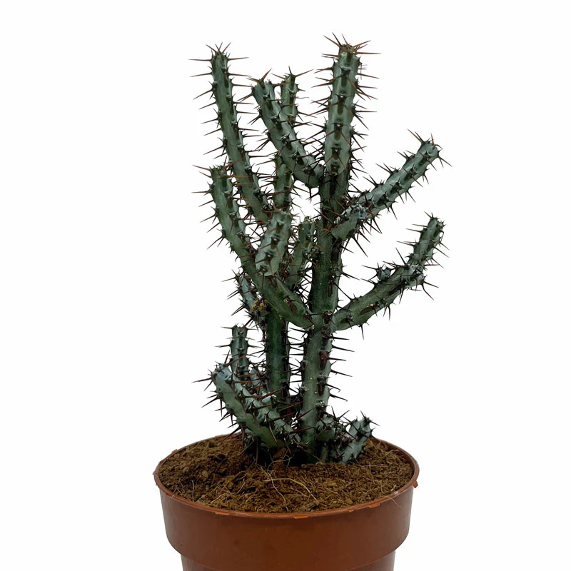 Euphorbia Aeruginosa Cactus Y Suculentas M8,5 cm Ø - Image 2