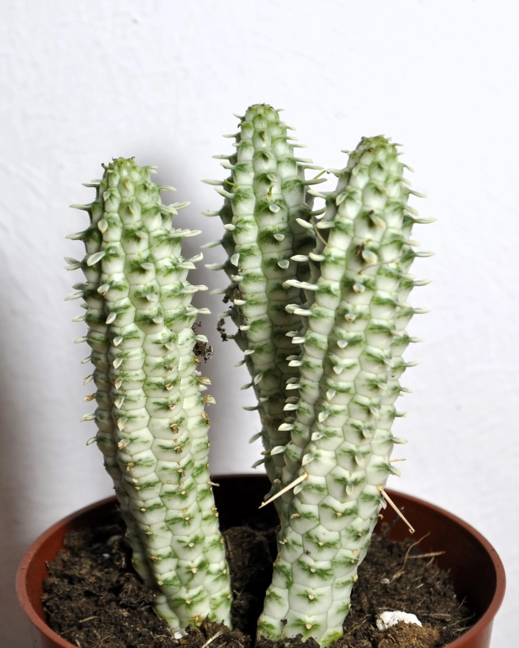 Euphorbia Mammillaris 'variegata' (mazorca De Maíz Variegada); Euforbia Suculenta; Curiosarium; Diámetro Maceta 10,5 Cm