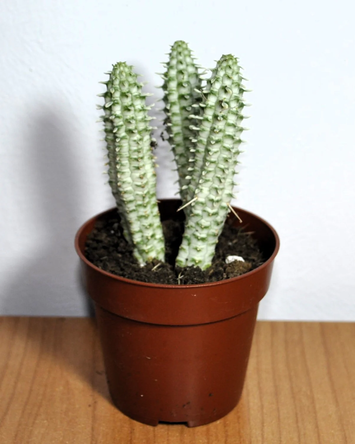Euphorbia Mammillaris 'variegata' (mazorca De Maíz Variegada); Euforbia Suculenta; Curiosarium; Diámetro Maceta 10,5 Cm - Image 2