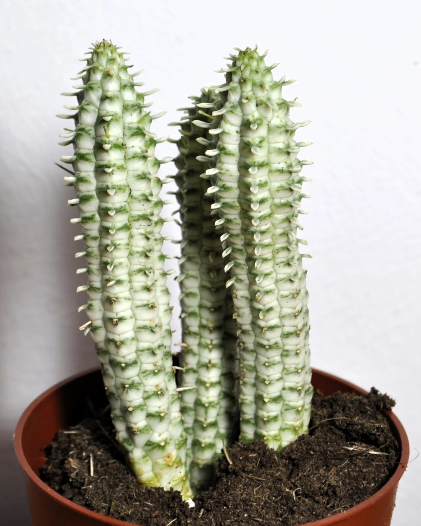 Euphorbia Mammillaris 'variegata' (mazorca De Maíz Variegada); Euforbia Suculenta; Curiosarium; Diámetro Maceta 10,5 Cm - Image 3