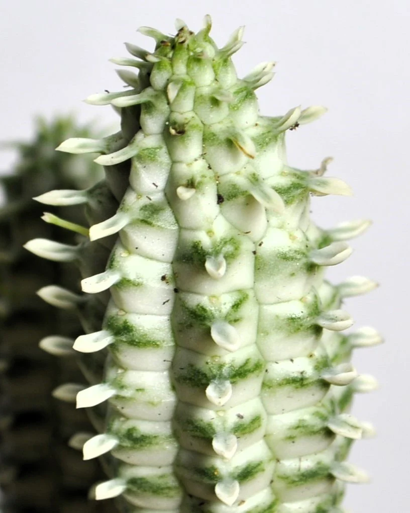 Euphorbia Mammillaris 'variegata' (mazorca De Maíz Variegada); Euforbia Suculenta; Curiosarium; Diámetro Maceta 10,5 Cm - Image 4