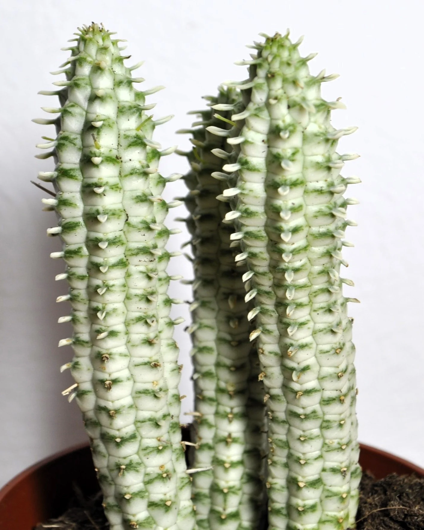 Euphorbia Mammillaris 'variegata' (mazorca De Maíz Variegada); Euforbia Suculenta; Curiosarium; Diámetro Maceta 10,5 Cm - Image 5