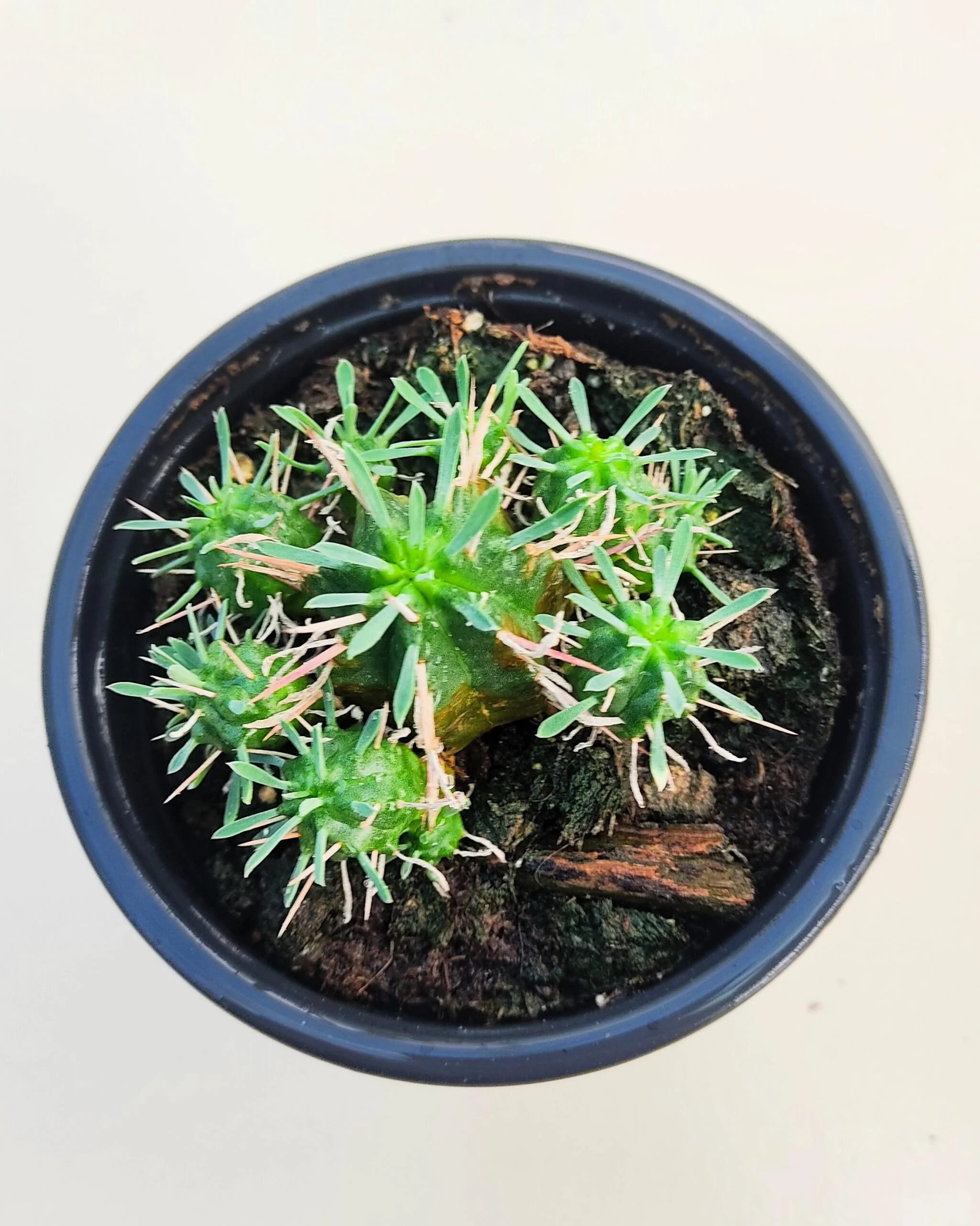 Euphorbia Meloformis; Euforbia Melón, Euforbia Suculenta; Curiosarium; Diámetro Maceta 10,5 Cm - Image 4