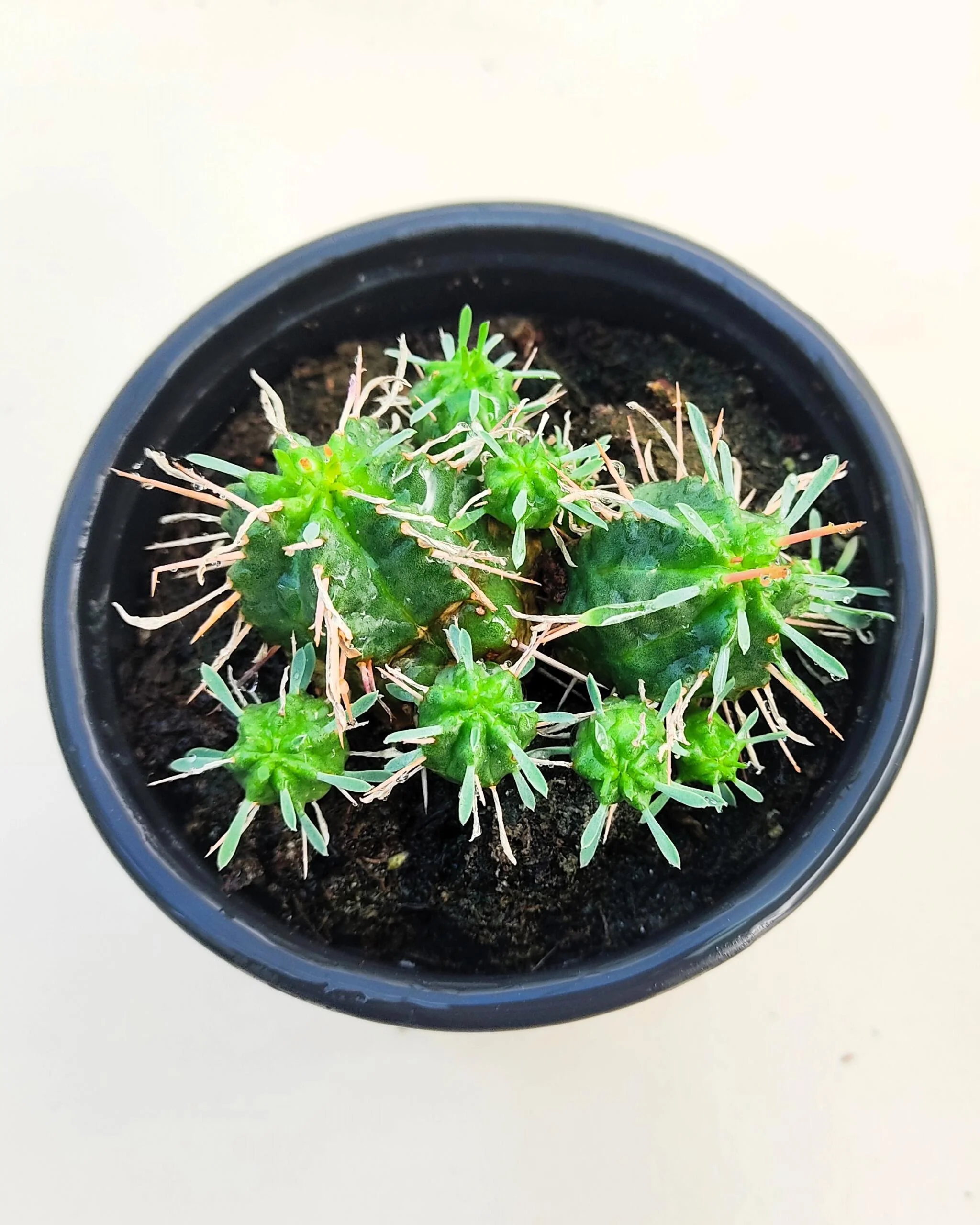 Euphorbia Meloformis; Euforbia Melón, Euforbia Suculenta; Curiosarium; Diámetro Maceta 10,5 Cm - Image 5