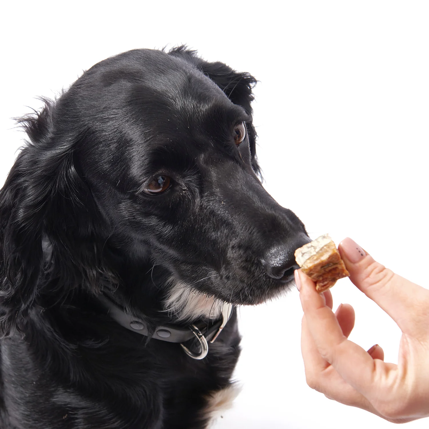 Fish4dogs Snack Para Perros – Love Salmón En Cubos 85 G (pack De 10) - Image 3