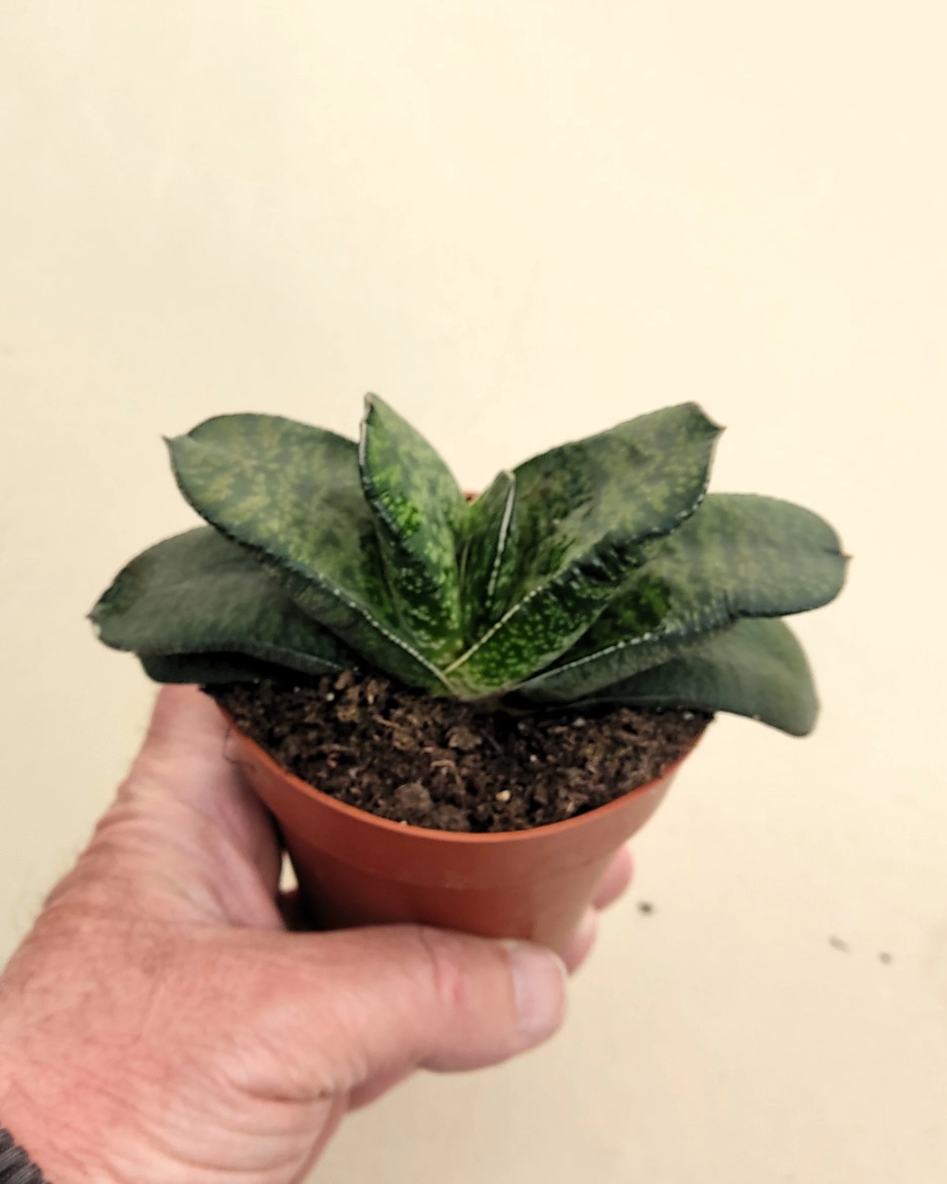Gasteria Sp. (gasteria); Planta Suculenta; Curiosarium; Diámetro Planta 12-14 Cm, Diámetro Maceta 8,5 Cm - Image 2