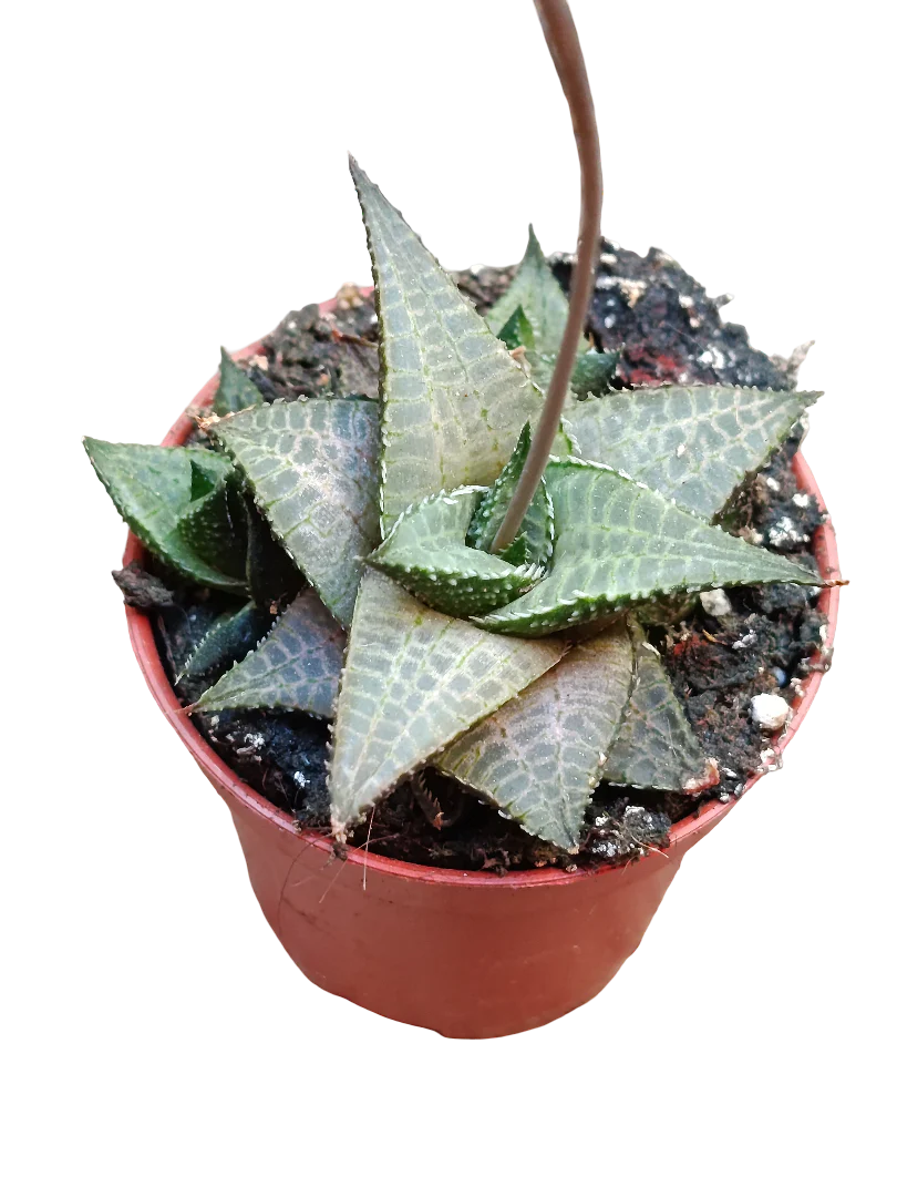 Haworthia Venosa Planta Suculenta De Sombra Ø5