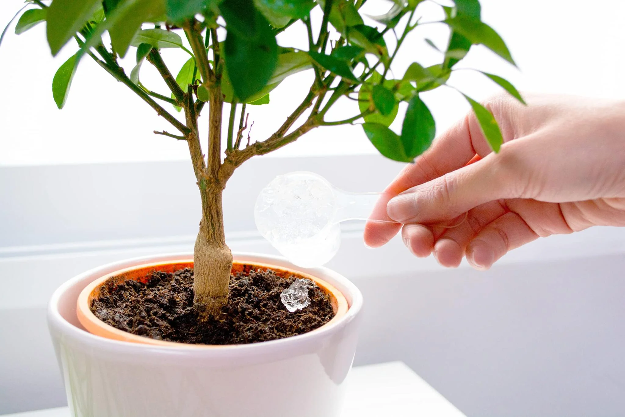 Hidrogel Para Plantas | Water Plants 500g | Perlas Retenedoras De Agua Para Reducir La Frecuencia De Riego - Image 2