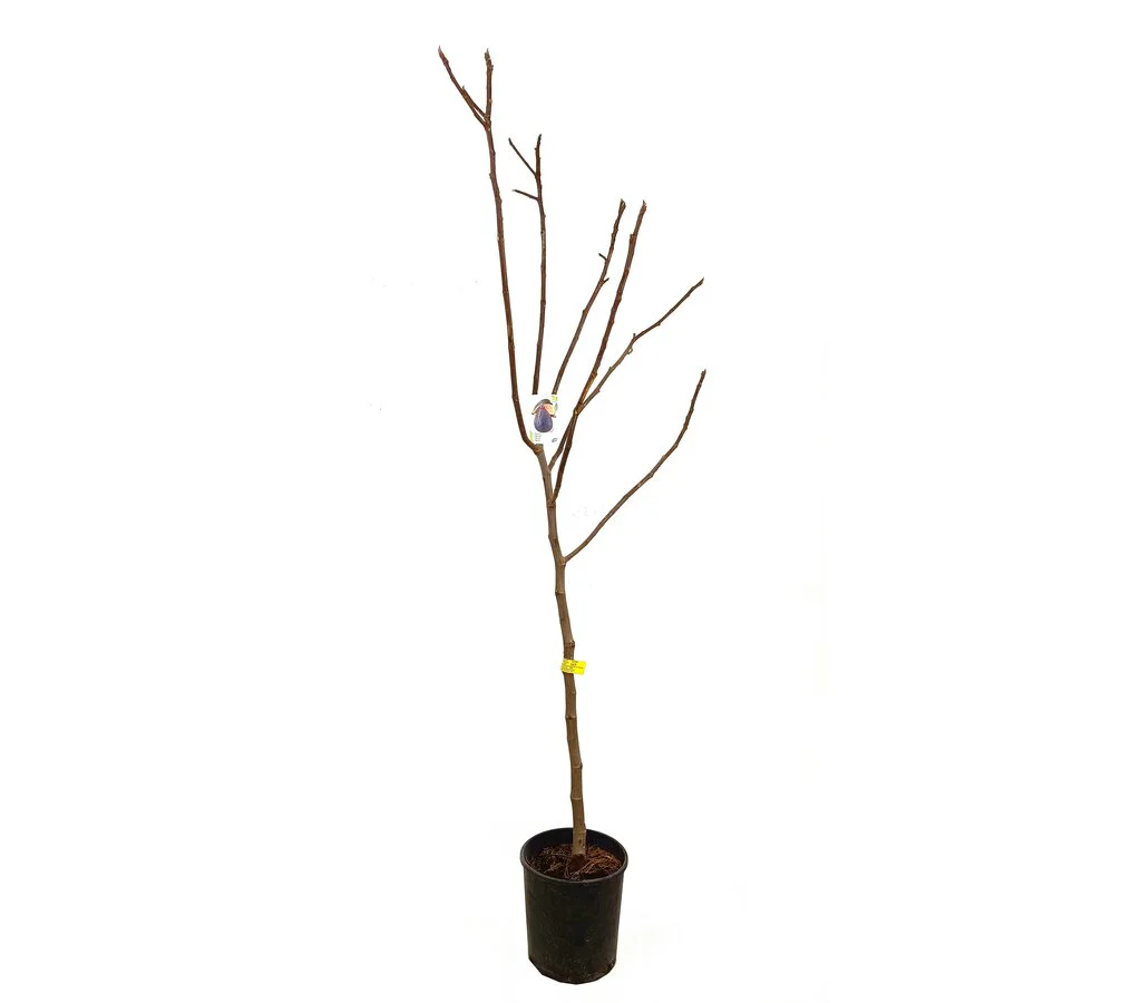 Higuera Brevera Negra M25 150cm